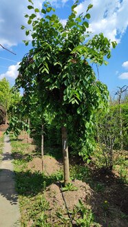 Вяз шершавый Кампердоуни (Camperdownii)