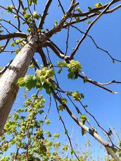 Вяз шершавый Кампердоуни (Camperdownii)