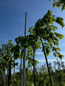 Вяз шершавый Кампердоуни (Camperdownii)