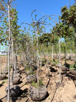 Вяз шершавый Кампердоуни (Camperdownii)