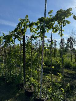 Вяз шершавый Кампердоуни (Camperdownii)