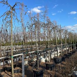 Вяз шершавый Кампердоуни (Camperdownii)