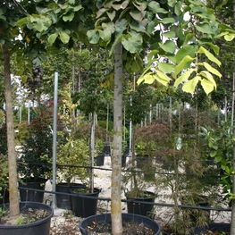 Вяз шершавый Пендула (Pendula)