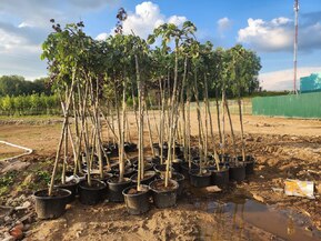 Вяз шершавый Пендула (Pendula)