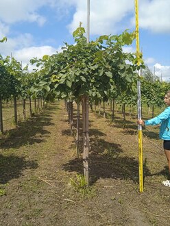 Вяз шершавый Пендула (Pendula)