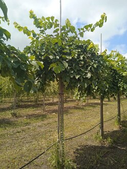 Вяз шершавый Пендула (Pendula)