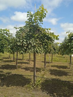 Вяз шершавый Пендула (Pendula)