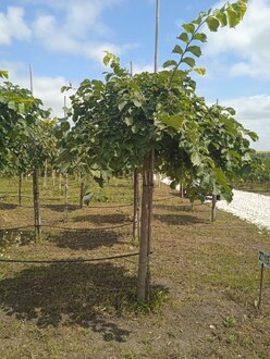 Вяз шершавый Пендула (Pendula)