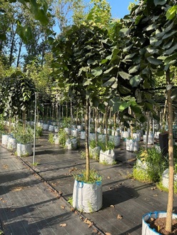 Вяз шершавый Пендула (Pendula)