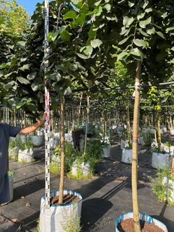 Вяз шершавый Пендула (Pendula)