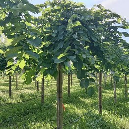 Вяз шершавый Пендула (Pendula)