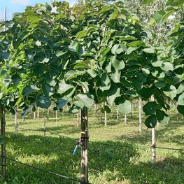 Вяз шершавый Пендула (Pendula)