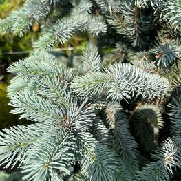 Ель голубая Ольденбург (Oldenburg)