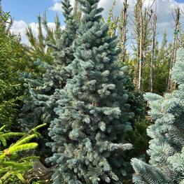 Ель голубая Ольденбург (Oldenburg)