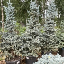 Ель голубая Ольденбург (Oldenburg)