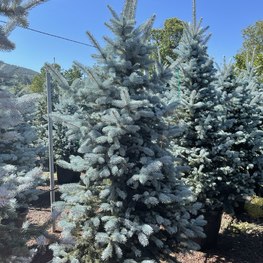 Ель голубая Ольденбург (Oldenburg)