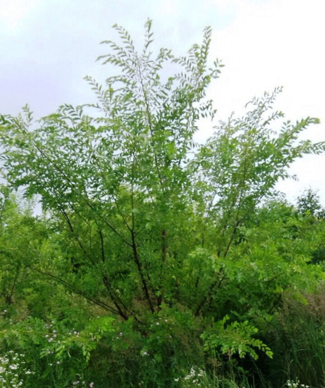Вяз мелколистный Ульмус парвифолия (Ulmus parvifolia)