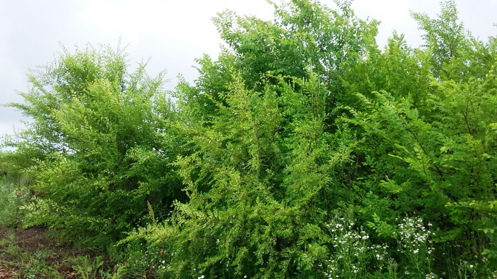 Вяз мелколистный Ульмус парвифолия (Ulmus parvifolia)