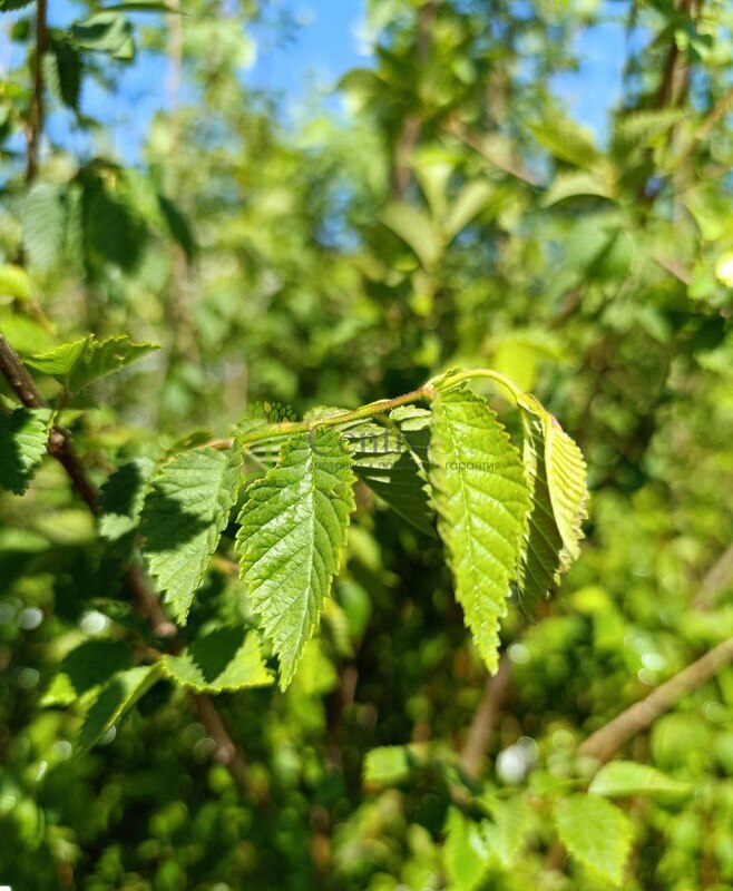 Вяз мелколистный Ульмус парвифолия (Ulmus parvifolia)