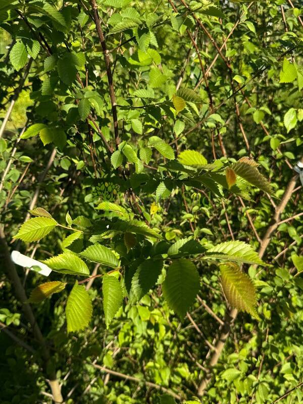 Вяз мелколистный Ульмус парвифолия (Ulmus parvifolia)