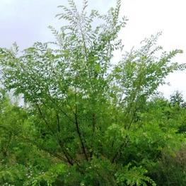 Вяз мелколистный Ульмус парвифолия (Ulmus parvifolia)