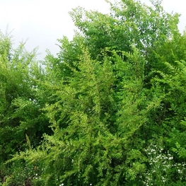 Вяз мелколистный Ульмус парвифолия (Ulmus parvifolia)