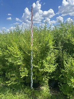 Вяз мелколистный Ульмус парвифолия (Ulmus parvifolia)
