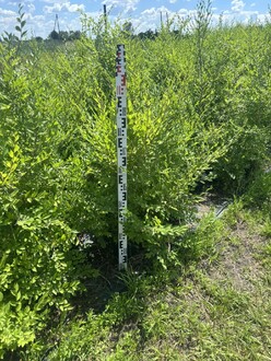Вяз мелколистный Ульмус парвифолия (Ulmus parvifolia)
