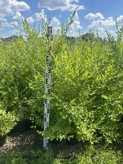 Вяз мелколистный Ульмус парвифолия (Ulmus parvifolia)