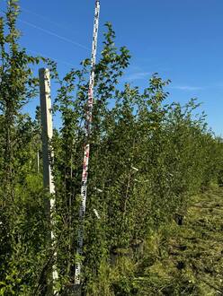 Вяз мелколистный Ульмус парвифолия (Ulmus parvifolia)