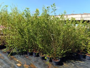 Вяз мелколистный Ульмус парвифолия (Ulmus parvifolia)