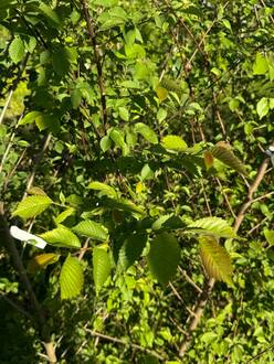 Вяз мелколистный Ульмус парвифолия (Ulmus parvifolia)