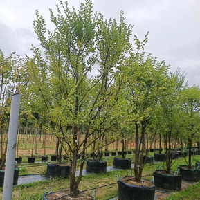 Вяз мелколистный Ульмус парвифолия (Ulmus parvifolia)