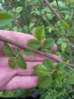 Вяз мелколистный Ульмус парвифолия (Ulmus parvifolia)