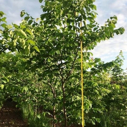 Вяз обыкновенный Ульмус левис (Ulmus laevis)