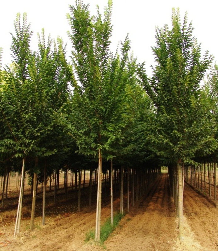 Вяз голландский Лобель (Lobel)