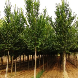 Вяз голландский Лобель (Lobel)