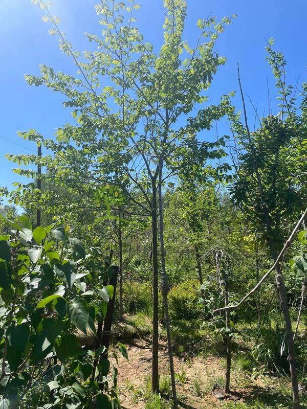 Вяз шершавый Ульмус глабра (Ulmus glabra)
