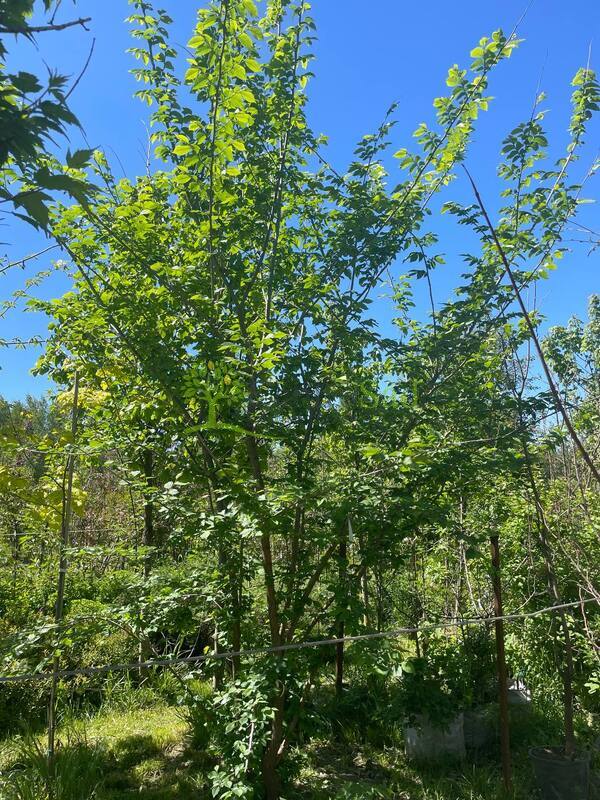 Вяз шершавый Ульмус глабра (Ulmus glabra)