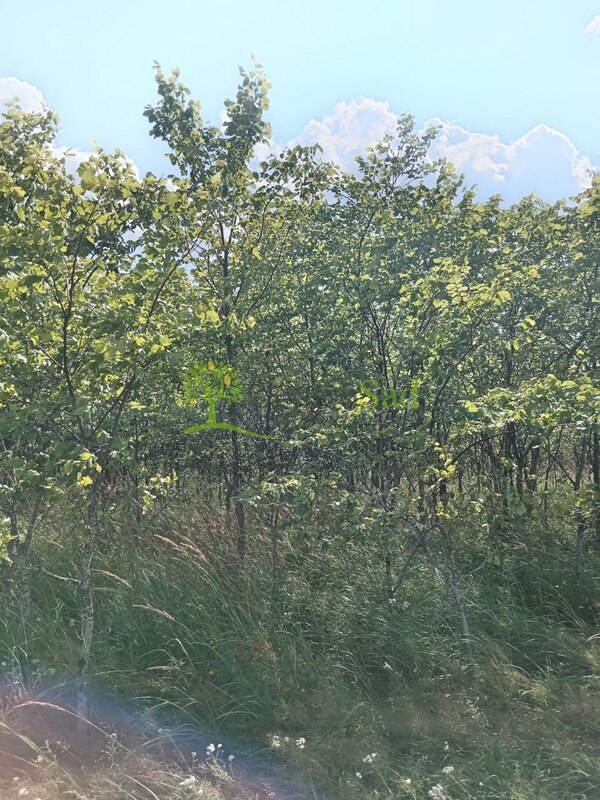 Вяз шершавый Ульмус глабра (Ulmus glabra)