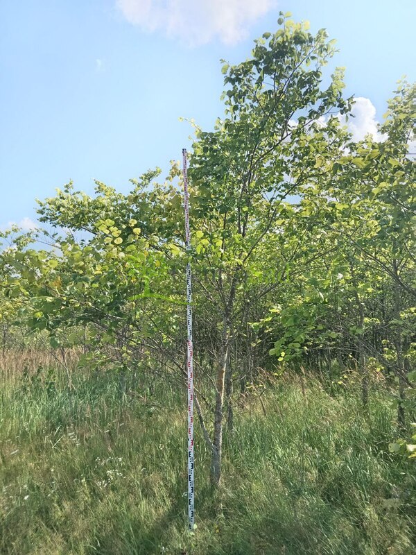 Вяз шершавый Ульмус глабра (Ulmus glabra)