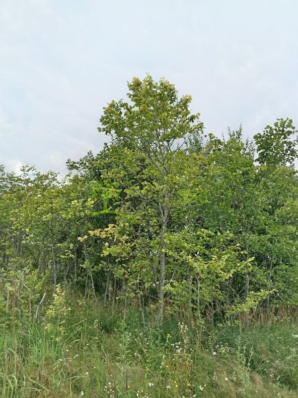 Вяз шершавый Ульмус глабра (Ulmus glabra)
