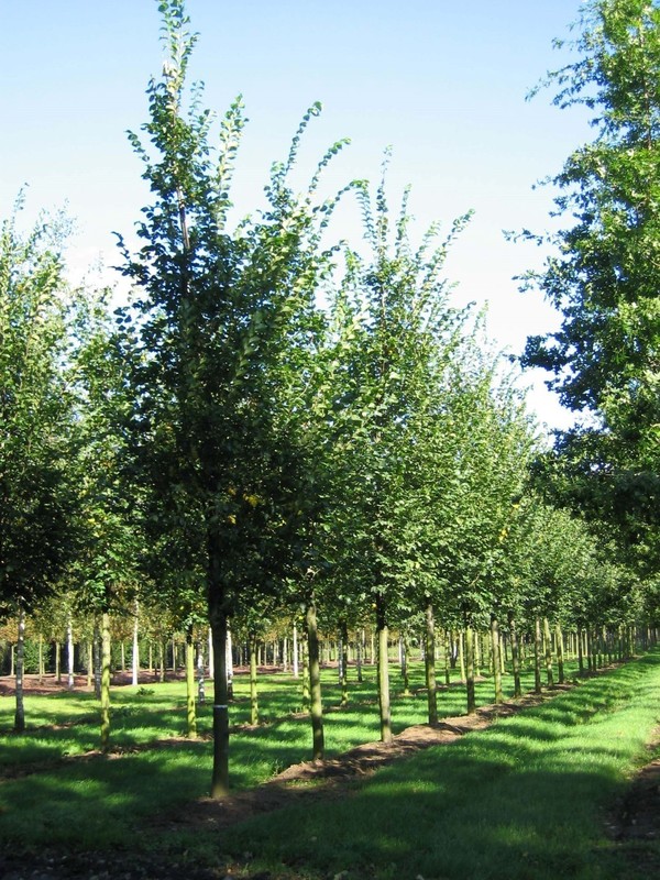 Вяз шершавый Ульмус глабра (Ulmus glabra)