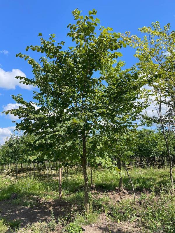 Вяз шершавый Ульмус глабра (Ulmus glabra)