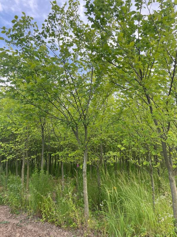 Вяз шершавый Ульмус глабра (Ulmus glabra)