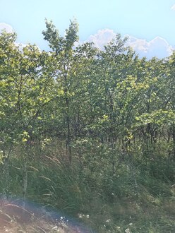 Вяз шершавый Ульмус глабра (Ulmus glabra)