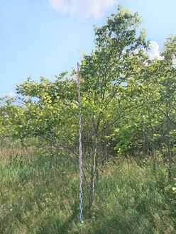 Вяз шершавый Ульмус глабра (Ulmus glabra)