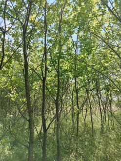 Вяз шершавый Ульмус глабра (Ulmus glabra)