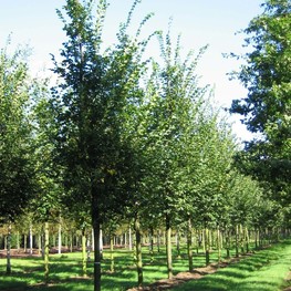 Вяз шершавый Ульмус глабра (Ulmus glabra)
