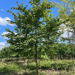 Вяз шершавый Ульмус глабра (Ulmus glabra)